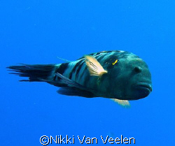 Broomtail wrasse taken at Ras Umm Sid while snorkeling wi... by Nikki Van Veelen 
